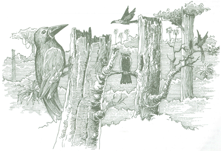 Educaci&oacute;n Ambiental para el Tr&oacute;pico de Cochabamba