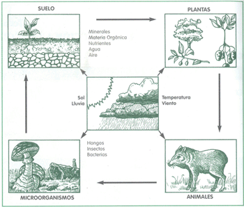 EDUCACI&Oacute;N AMBIENTAL PARA EL TR&Oacute;PICO DE COCHABAMBA