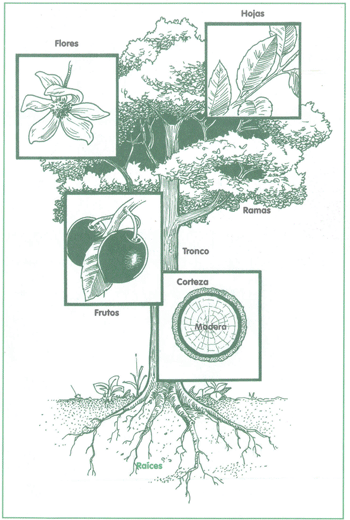 EDUCACI&Oacute;N AMBIENTAL PARA EL TR&Oacute;PICO DE COCHABAMBA