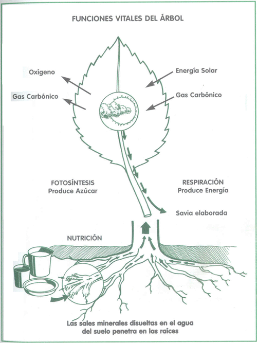 EDUCACI&Oacute;N AMBIENTAL PARA EL TR&Oacute;PICO DE COCHABAMBA