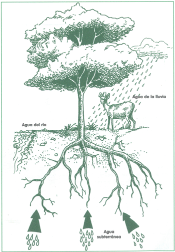 EDUCACI&Oacute;N AMBIENTAL PARA EL TR&Oacute;PICO DE COCHABAMBA