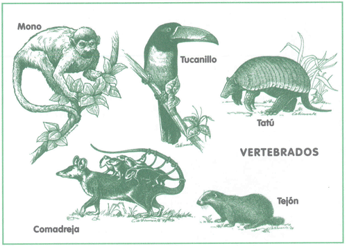 EDUCACI&Oacute;N AMBIENTAL PARA EL TR&Oacute;PICO DE COCHABAMBA