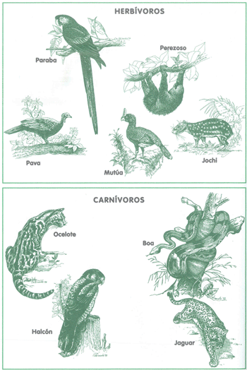 EDUCACI&Oacute;N AMBIENTAL PARA EL TR&Oacute;PICO DE COCHABAMBA