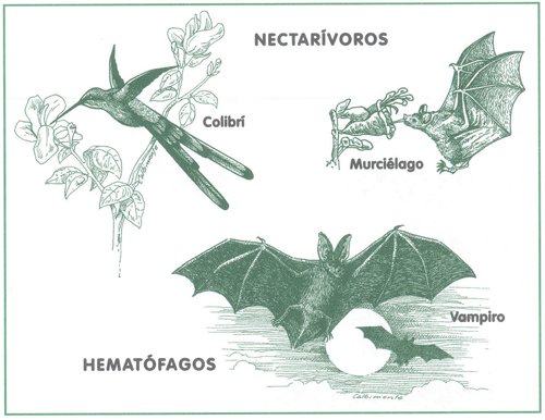 EDUCACI&Oacute;N AMBIENTAL PARA EL TR&Oacute;PICO DE COCHABAMBA