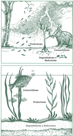 EDUCACI&Oacute;N AMBIENTAL PARA EL TR&Oacute;PICO DE COCHABAMBA