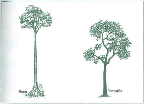 EDUCACI&Oacute;N AMBIENTAL PARA EL TR&Oacute;PICO DE COCHABAMBA