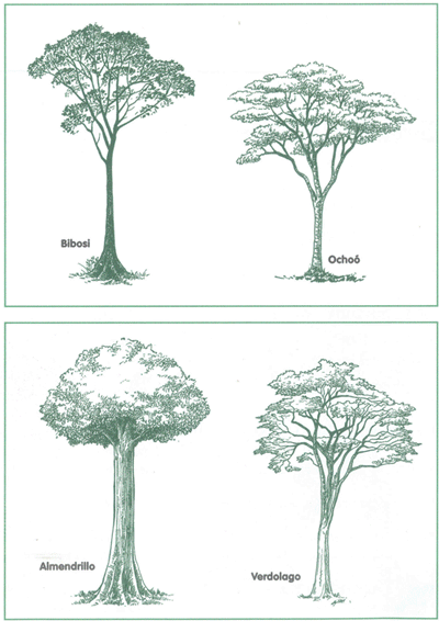 EDUCACI&Oacute;N AMBIENTAL PARA EL TR&Oacute;PICO DE COCHABAMBA