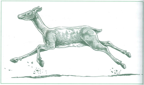 EDUCACI&Oacute;N AMBIENTAL PARA EL TR&Oacute;PICO DE COCHABAMBA