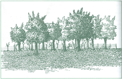 EDUCACI&Oacute;N AMBIENTAL PARA EL TR&Oacute;PICO DE COCHABAMBA