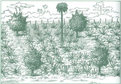EDUCACI&Oacute;N AMBIENTAL PARA EL TR&Oacute;PICO DE COCHABAMBA