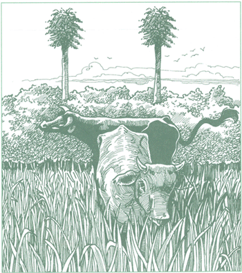 EDUCACI&Oacute;N AMBIENTAL PARA EL TR&Oacute;PICO DE COCHABAMBA