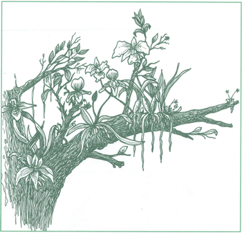 EDUCACI&Oacute;N AMBIENTAL PARA EL TR&Oacute;PICO DE COCHABAMBA