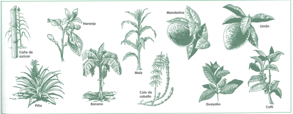 EDUCACI&Oacute;N AMBIENTAL PARA EL TR&Oacute;PICO DE COCHABAMBA