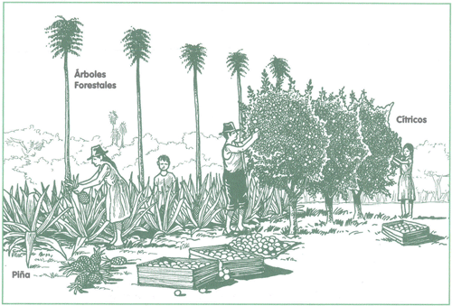 EDUCACI&Oacute;N AMBIENTAL PARA EL TR&Oacute;PICO DE COCHABAMBA