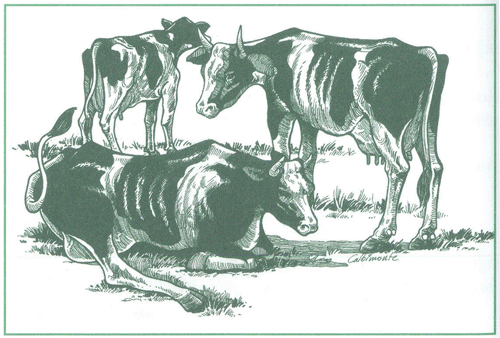 EDUCACI&Oacute;N AMBIENTAL PARA EL TR&Oacute;PICO DE COCHABAMBA