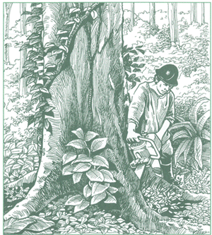 EDUCACI&Oacute;N AMBIENTAL PARA EL TR&Oacute;PICO DE COCHABAMBA