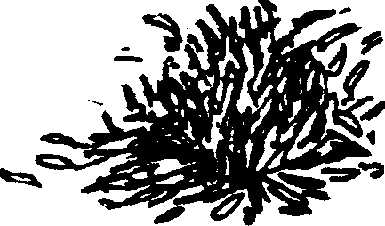 SELF-TEACHING MANUAL IN HAIR SHEEP PRODUCTION