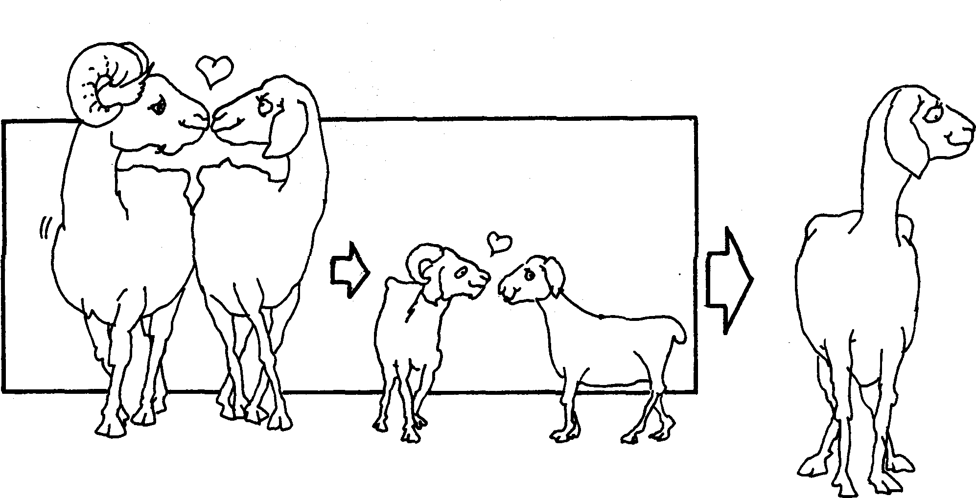 SELF-TEACHING MANUAL IN HAIR SHEEP PRODUCTION