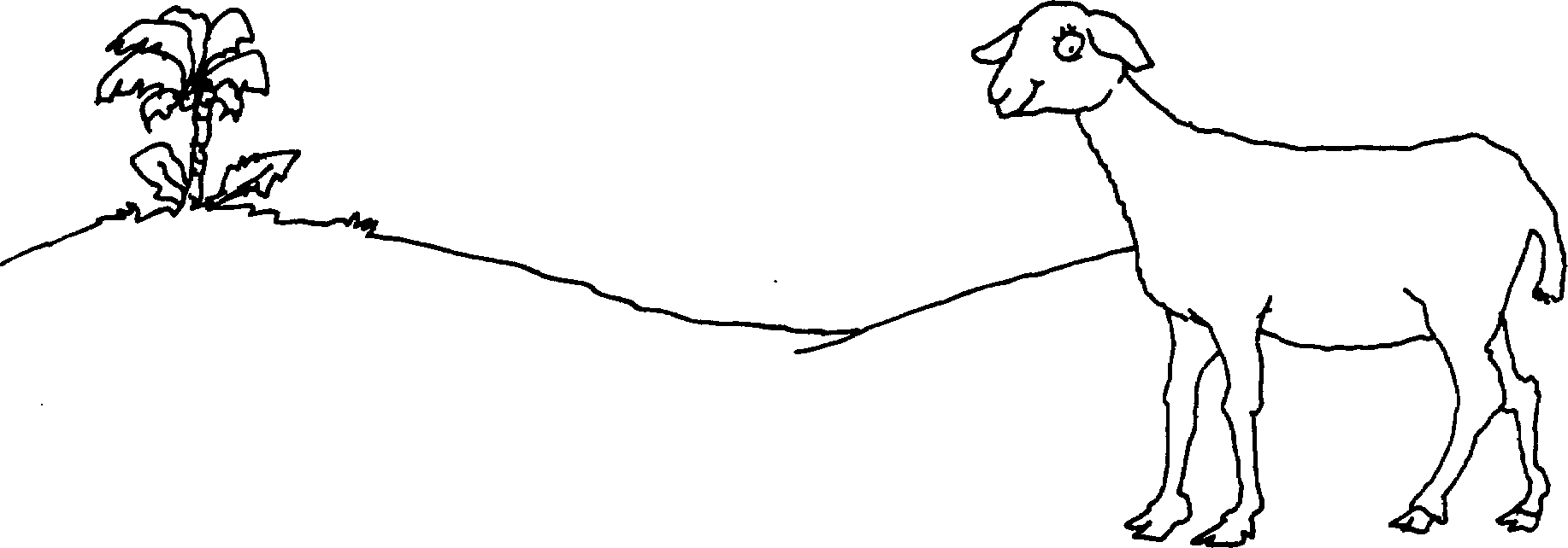 SELF-TEACHING MANUAL IN HAIR SHEEP PRODUCTION