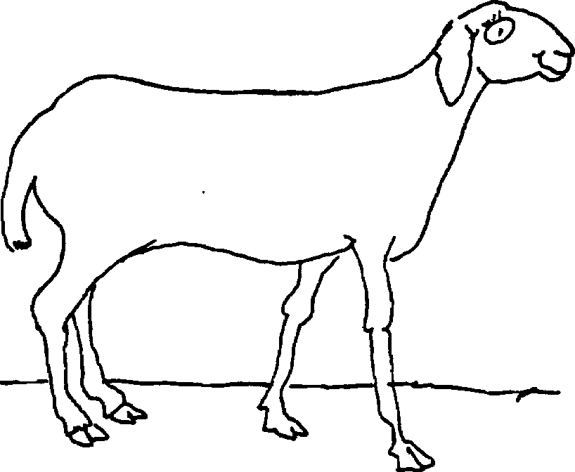 SELF-TEACHING MANUAL IN HAIR SHEEP PRODUCTION