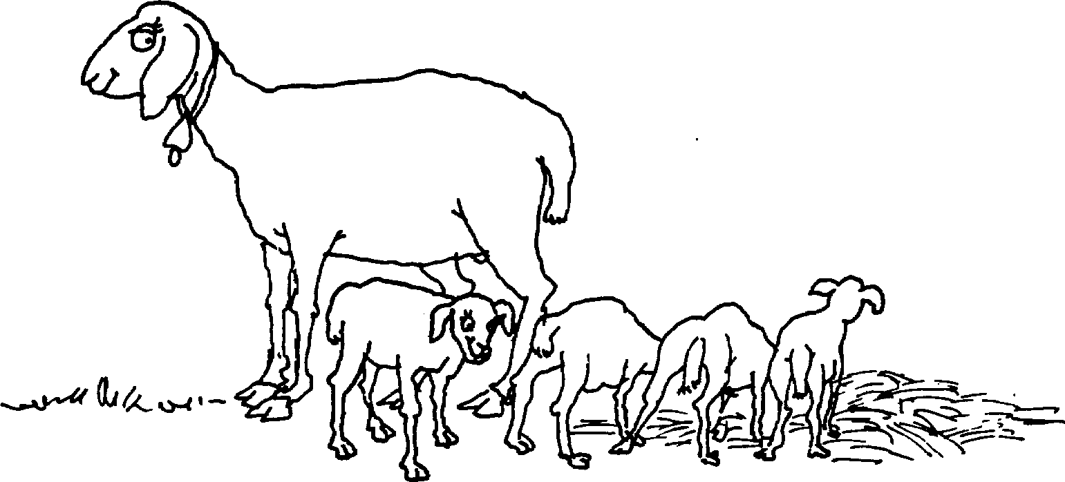 SELF-TEACHING MANUAL IN HAIR SHEEP PRODUCTION