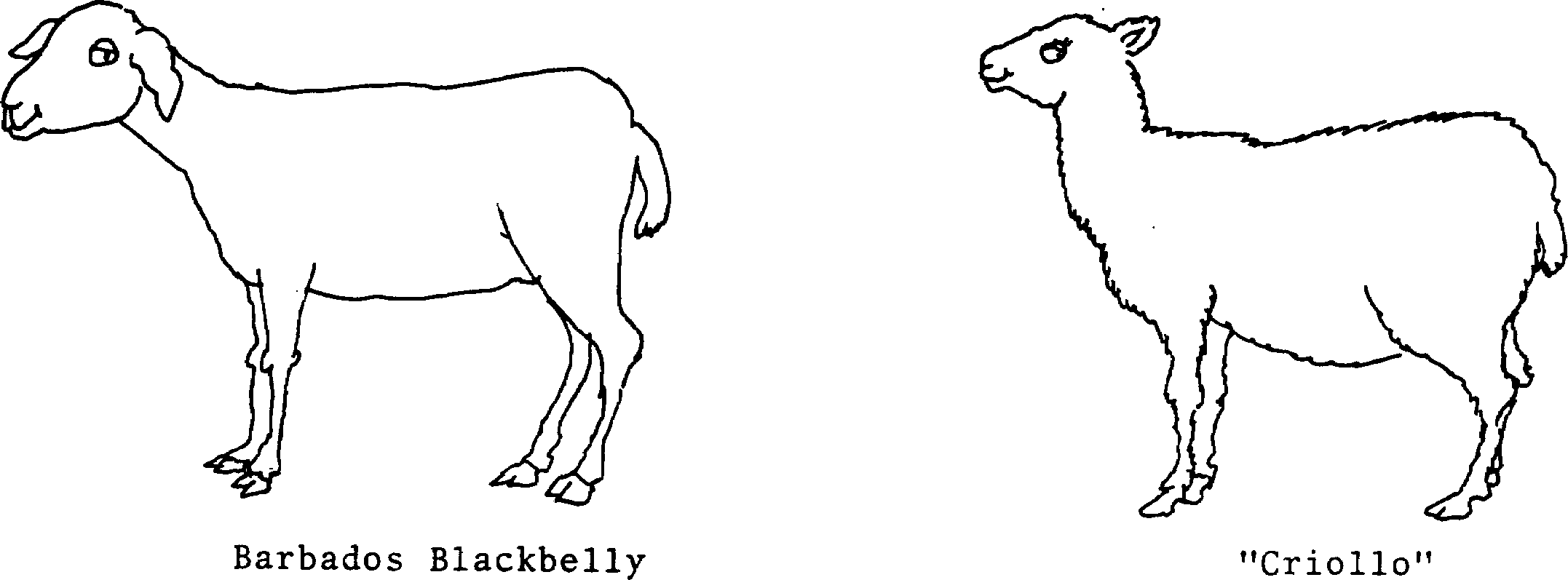 SELF-TEACHING MANUAL IN HAIR SHEEP PRODUCTION