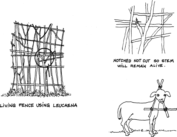 SELF-TEACHING MANUAL IN HAIR SHEEP PRODUCTION