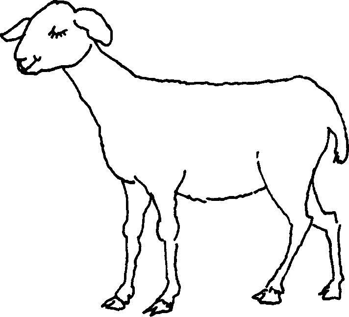 SELF-TEACHING MANUAL IN HAIR SHEEP PRODUCTION