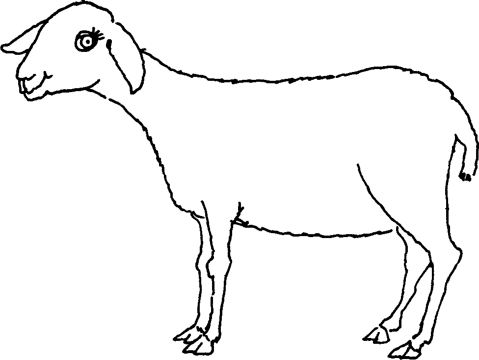 SELF-TEACHING MANUAL IN HAIR SHEEP PRODUCTION