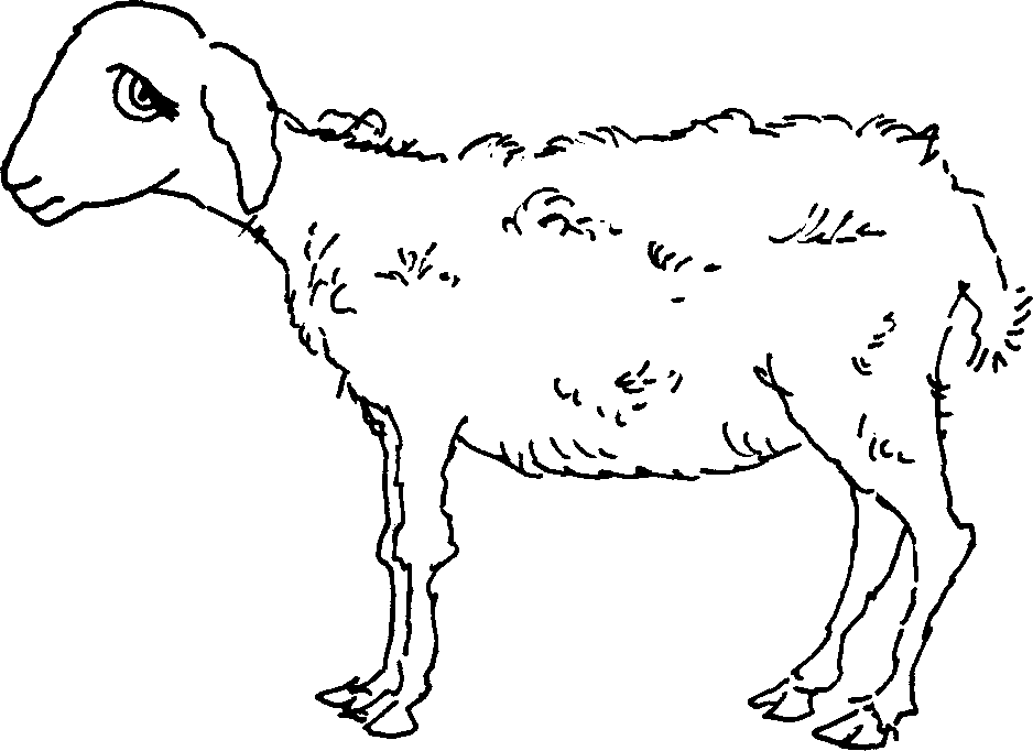 SELF-TEACHING MANUAL IN HAIR SHEEP PRODUCTION