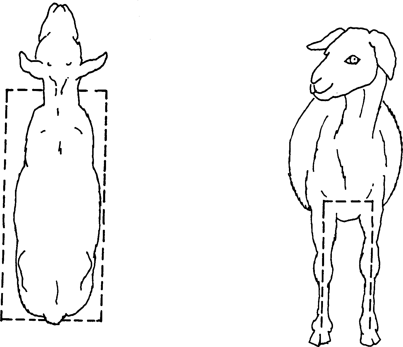 SELF-TEACHING MANUAL IN HAIR SHEEP PRODUCTION