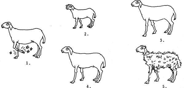 SELF-TEACHING MANUAL IN HAIR SHEEP PRODUCTION