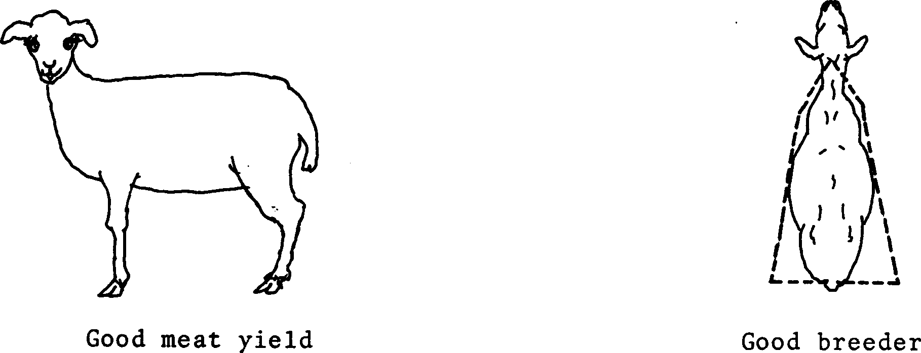 SELF-TEACHING MANUAL IN HAIR SHEEP PRODUCTION