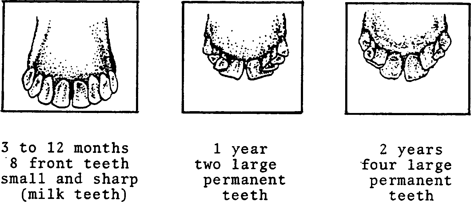 SELF-TEACHING MANUAL IN HAIR SHEEP PRODUCTION