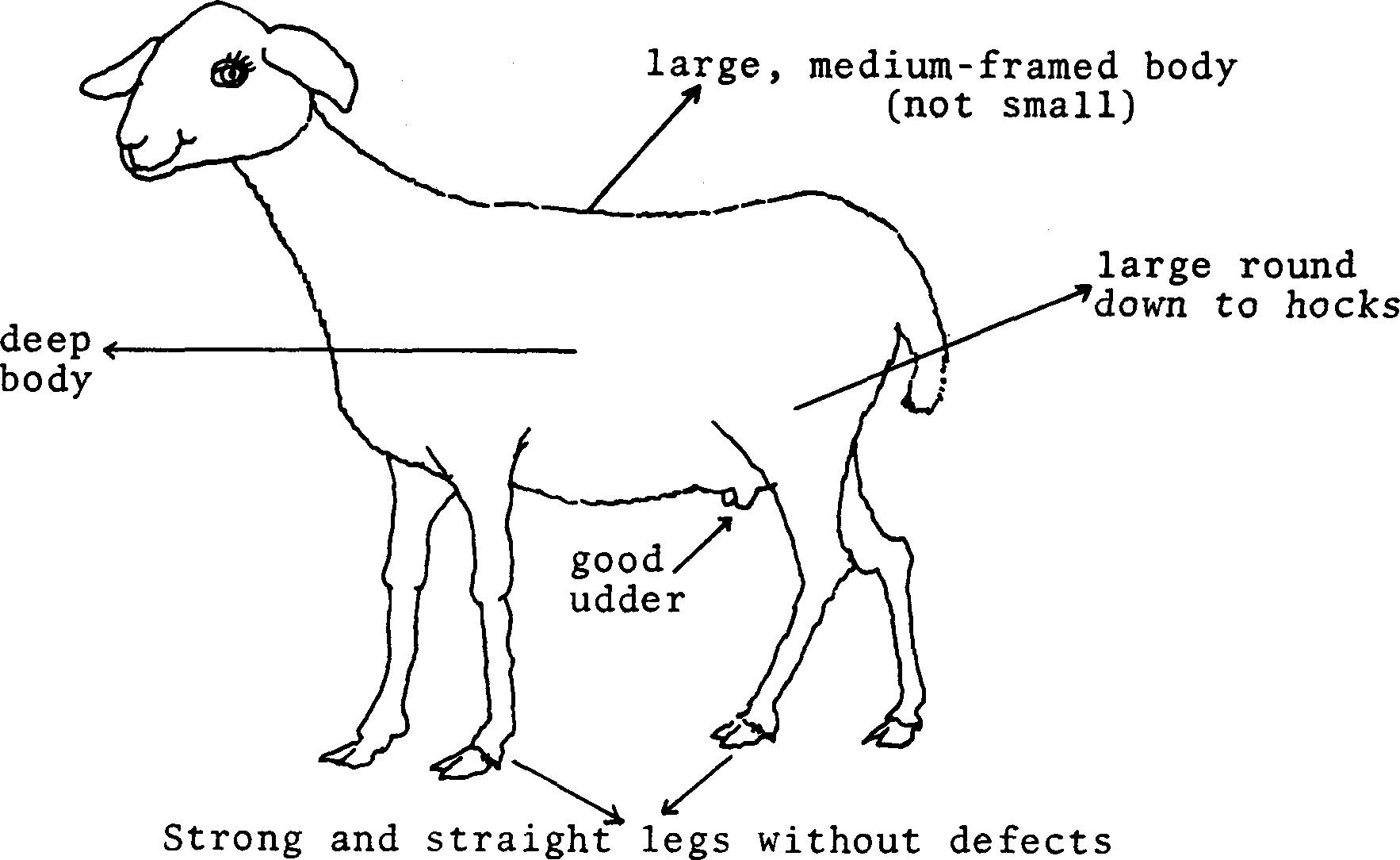 SELF-TEACHING MANUAL IN HAIR SHEEP PRODUCTION