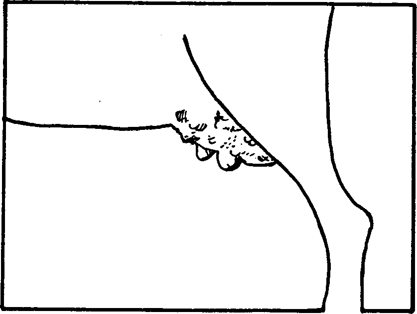 SELF-TEACHING MANUAL IN HAIR SHEEP PRODUCTION