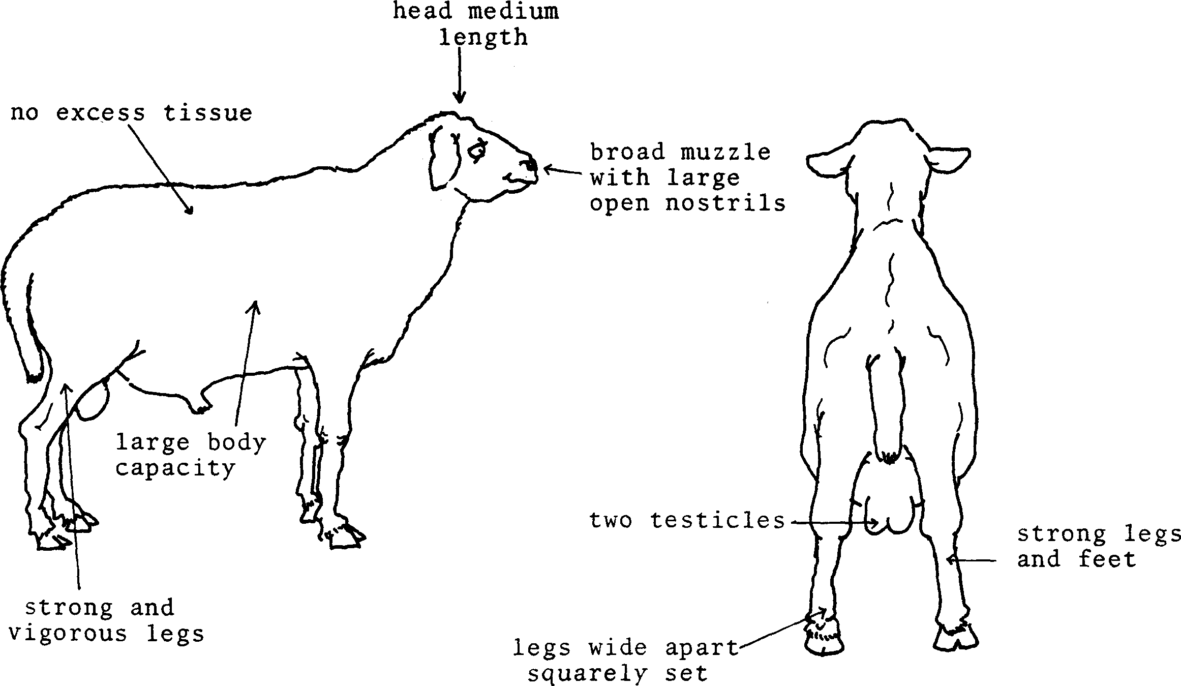 SELF-TEACHING MANUAL IN HAIR SHEEP PRODUCTION