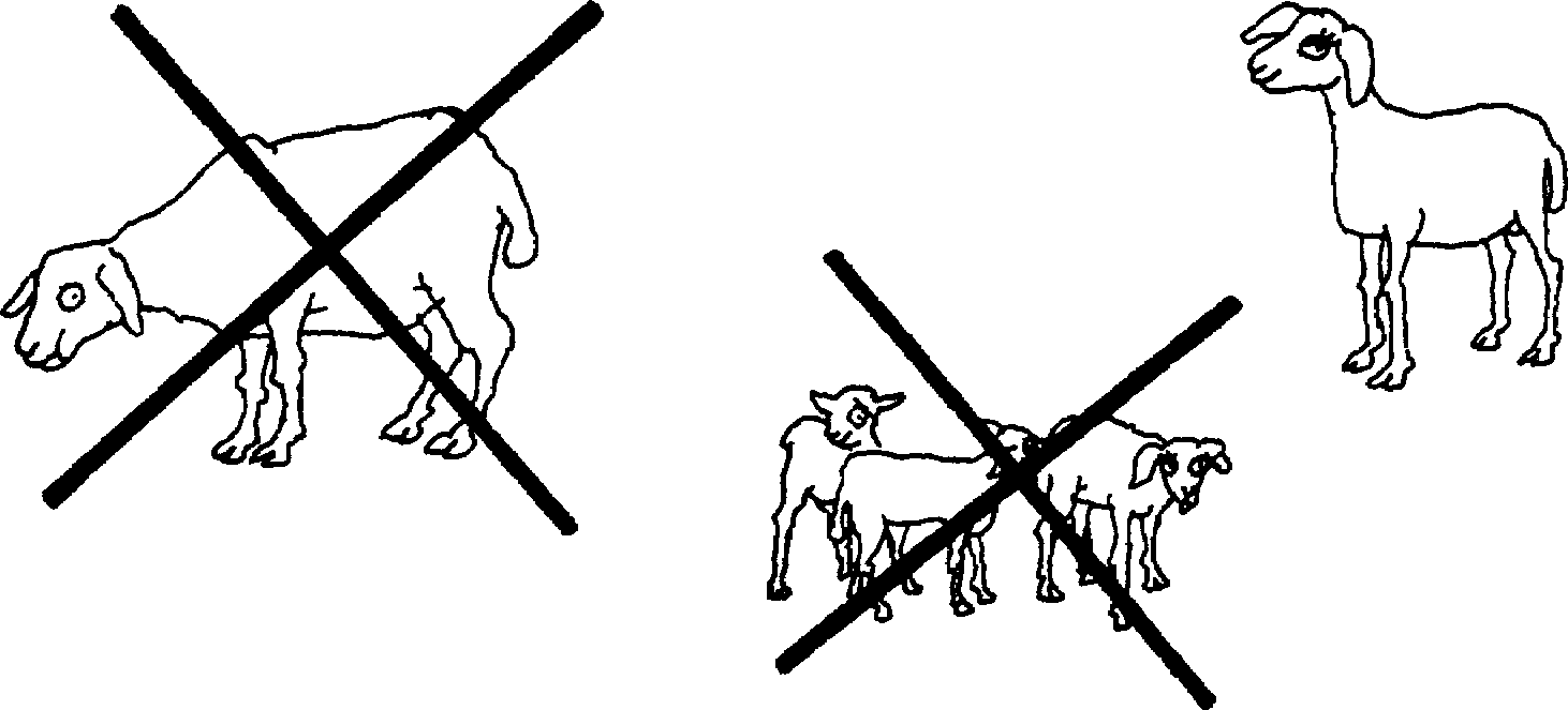 SELF-TEACHING MANUAL IN HAIR SHEEP PRODUCTION