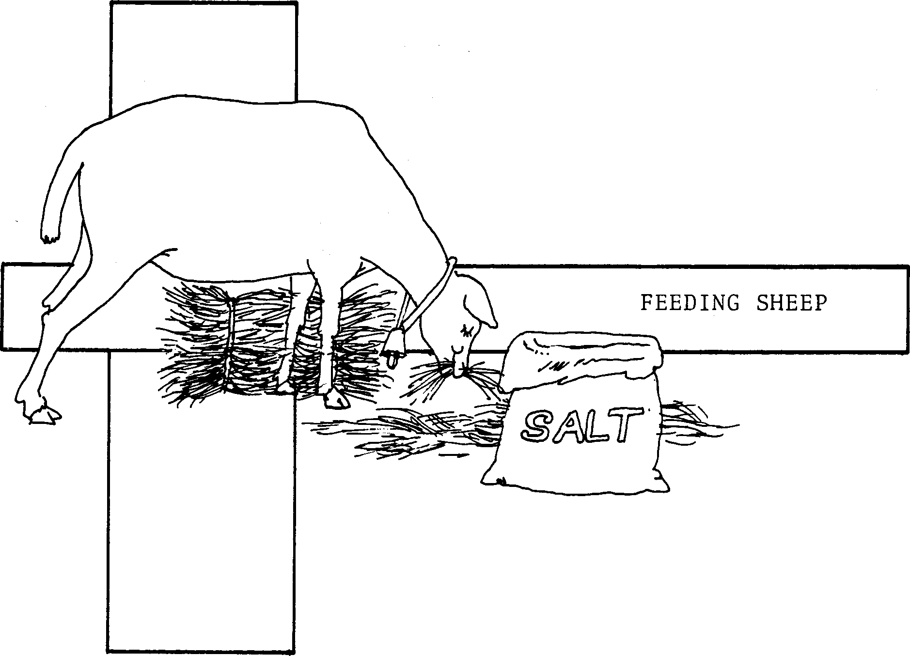 SELF-TEACHING MANUAL IN HAIR SHEEP PRODUCTION