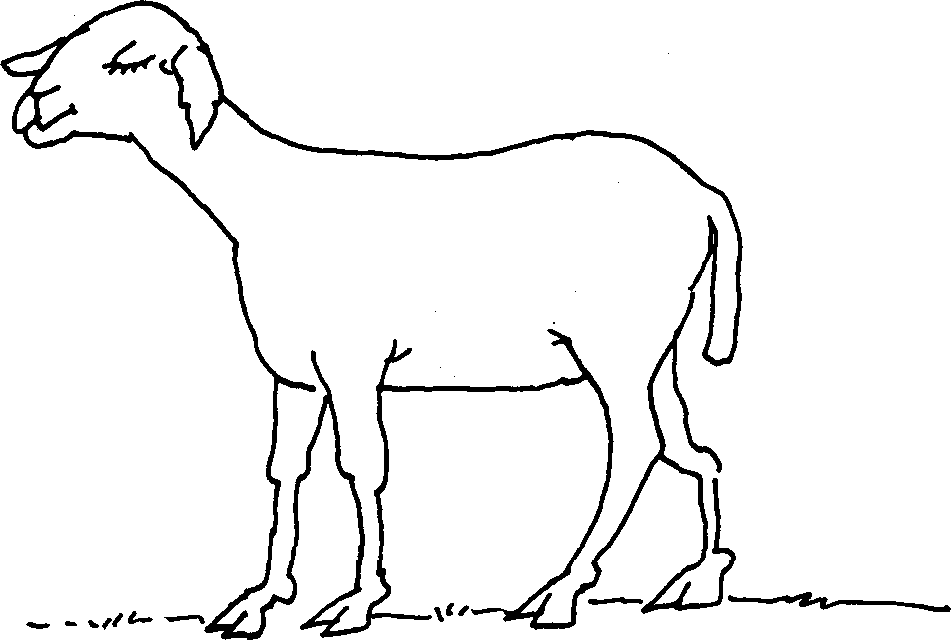 SELF-TEACHING MANUAL IN HAIR SHEEP PRODUCTION