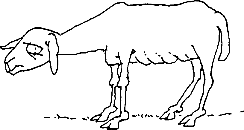 SELF-TEACHING MANUAL IN HAIR SHEEP PRODUCTION