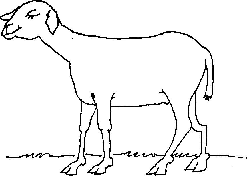 SELF-TEACHING MANUAL IN HAIR SHEEP PRODUCTION