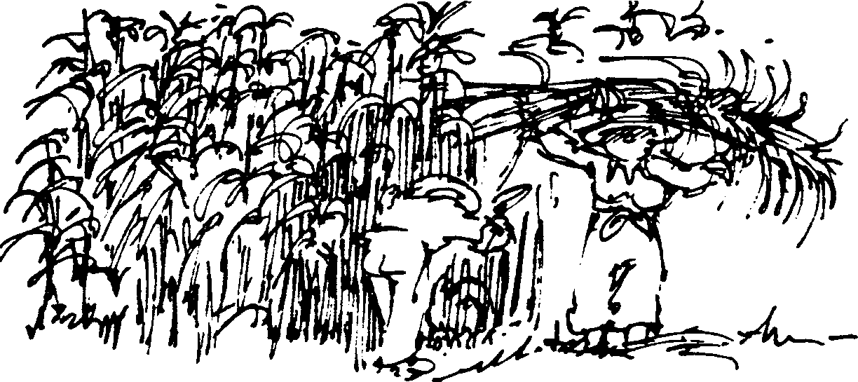 SELF-TEACHING MANUAL IN HAIR SHEEP PRODUCTION