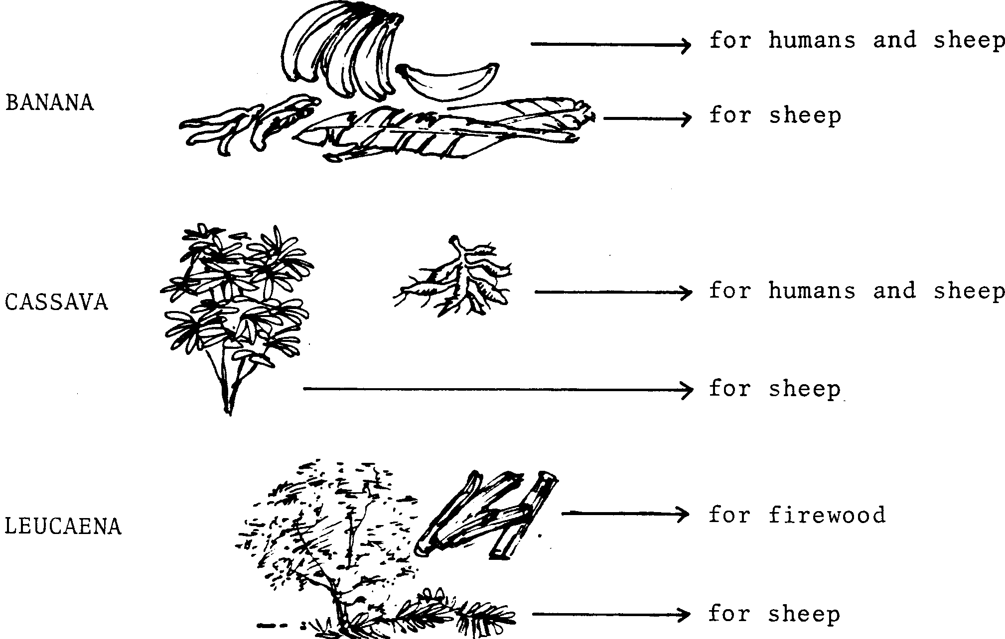 SELF-TEACHING MANUAL IN HAIR SHEEP PRODUCTION