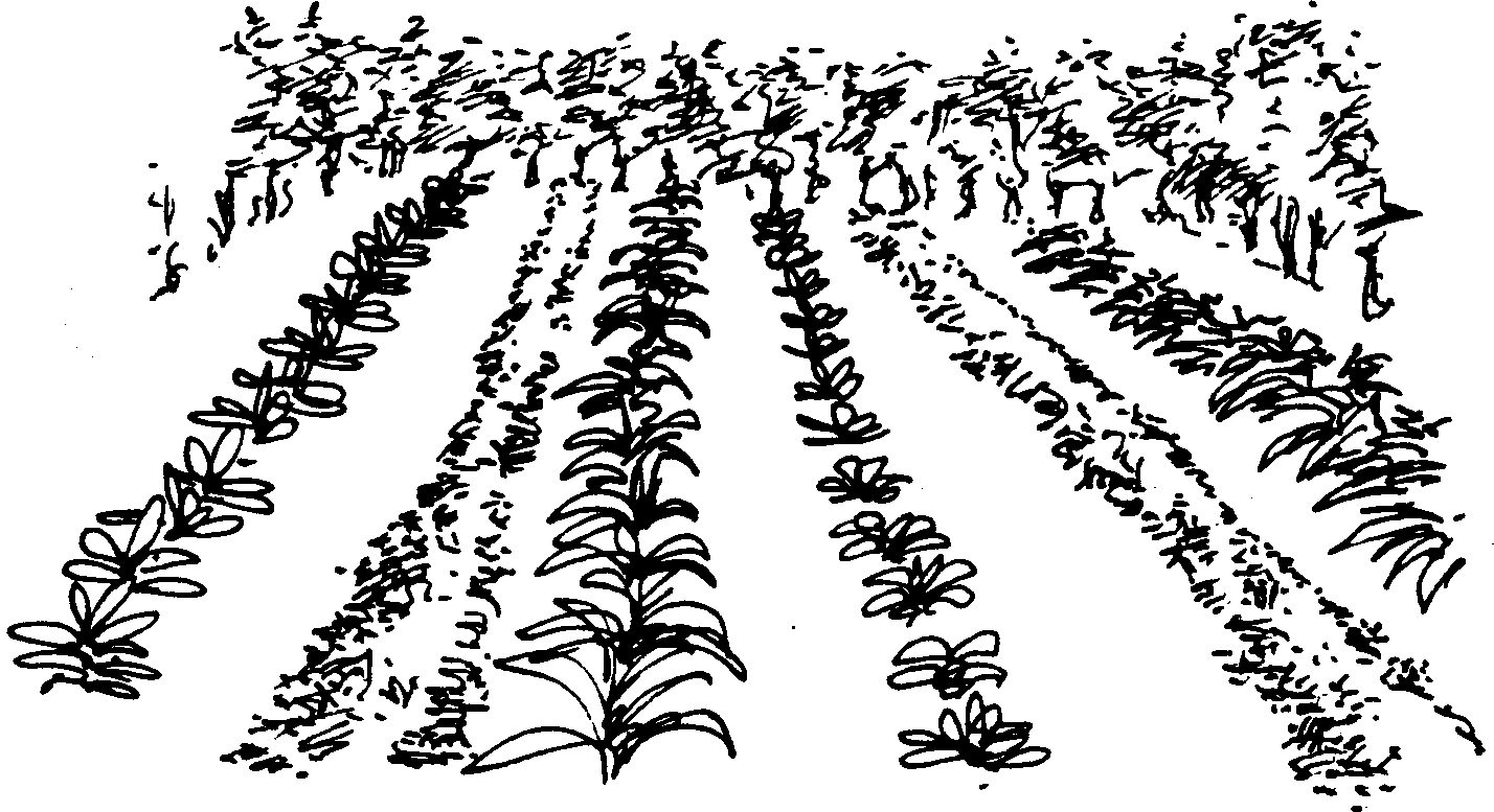 SELF-TEACHING MANUAL IN HAIR SHEEP PRODUCTION