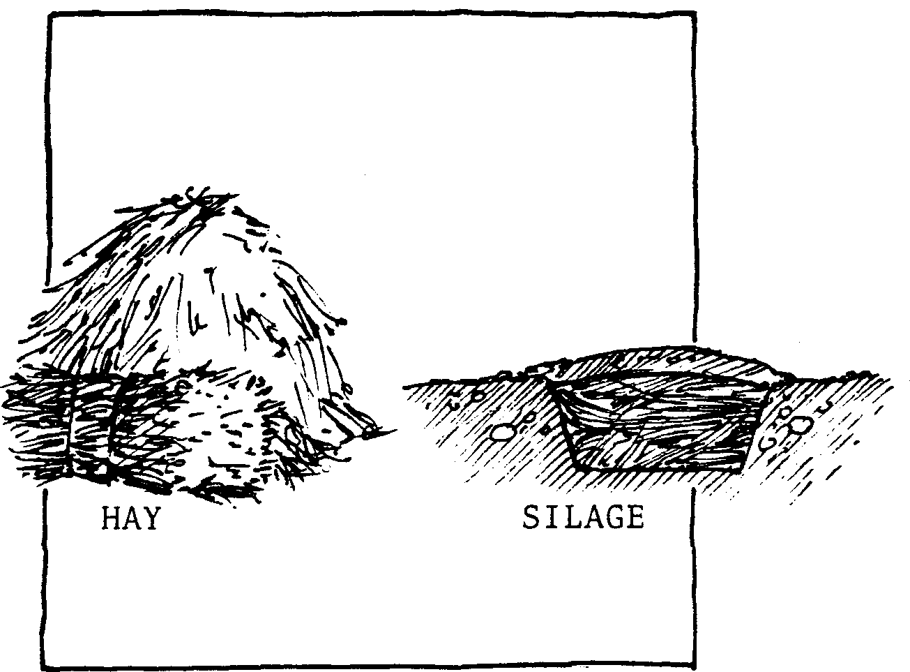 SELF-TEACHING MANUAL IN HAIR SHEEP PRODUCTION