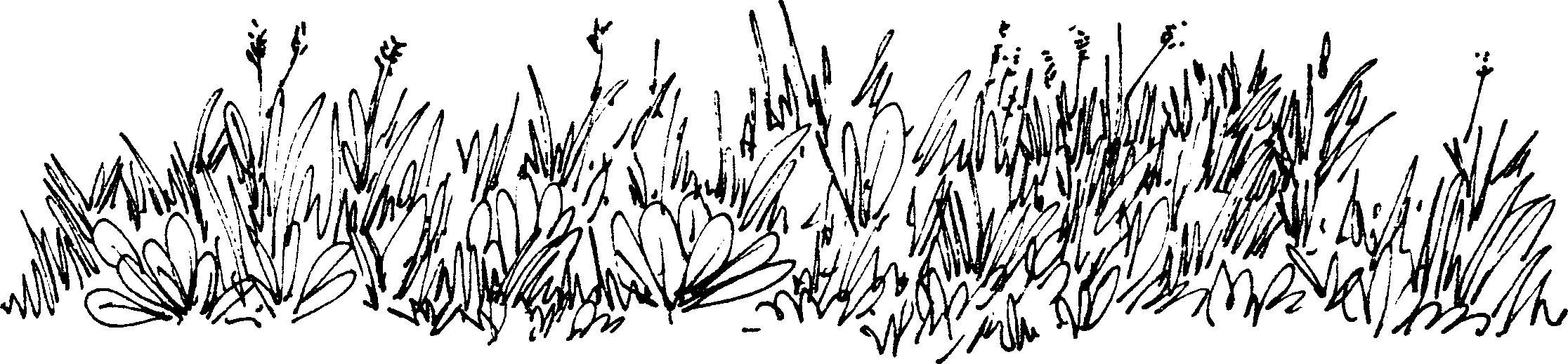 SELF-TEACHING MANUAL IN HAIR SHEEP PRODUCTION