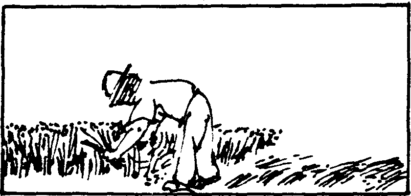 SELF-TEACHING MANUAL IN HAIR SHEEP PRODUCTION