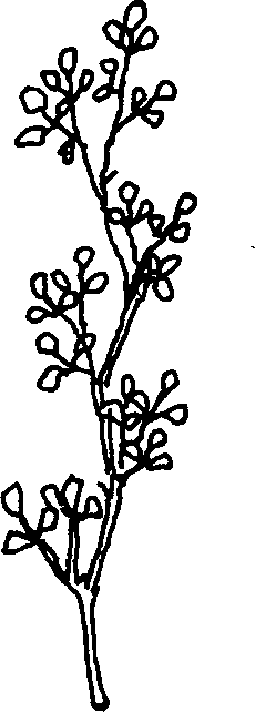 SELF-TEACHING MANUAL IN HAIR SHEEP PRODUCTION