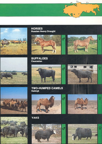 Animal genetic resources of the USSR